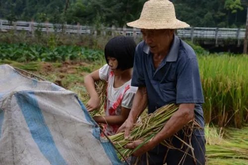 孙女中秋突然回家爷爷哭了，这对爷孙的关系如何？