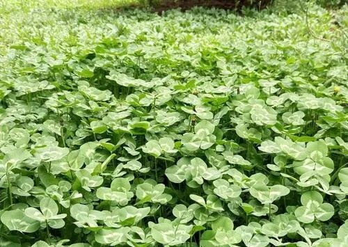 苜蓿草的种植方法有哪些  苜蓿草的五大种植方法