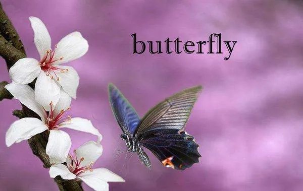 butterfly的复数形式