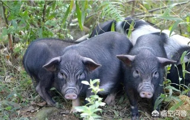 黑猪价格