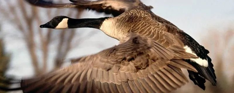 家养的大鹅的祖先是