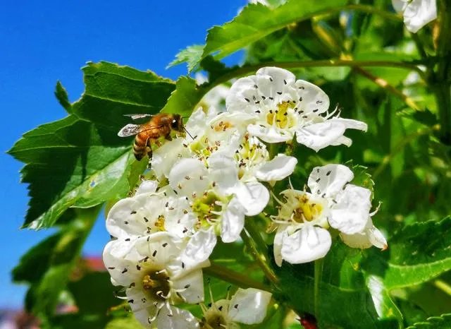 为什么糖水片往往在朋友圈有很高的点赞率，但却得不到摄影大咖们的认可？