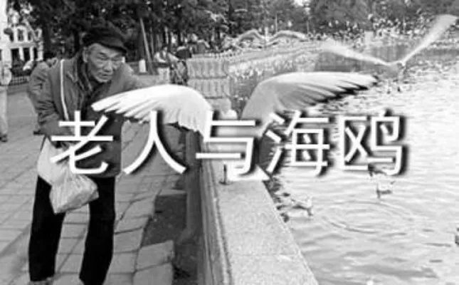 《老人与海鸥》读后感