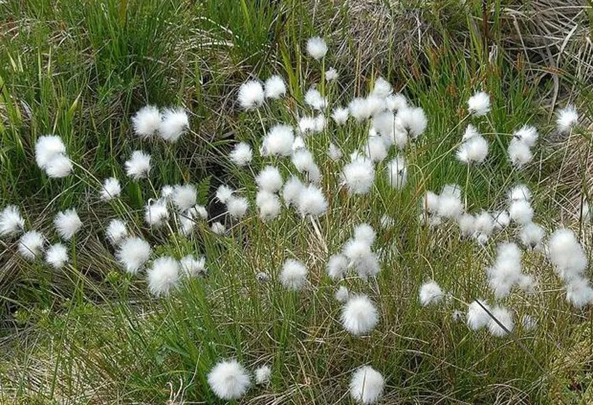 白毛羊胡子草的介绍