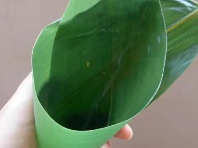 煮粽子需要多长时间，煮粽子需要多长时间知识