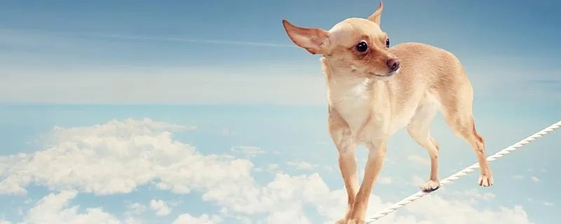 ​上海一柯基被打死主人发声是怎么回事 上海一柯基被打死主人发声说了什么