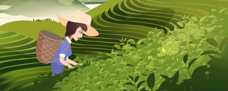 龙井茶是绿茶吗