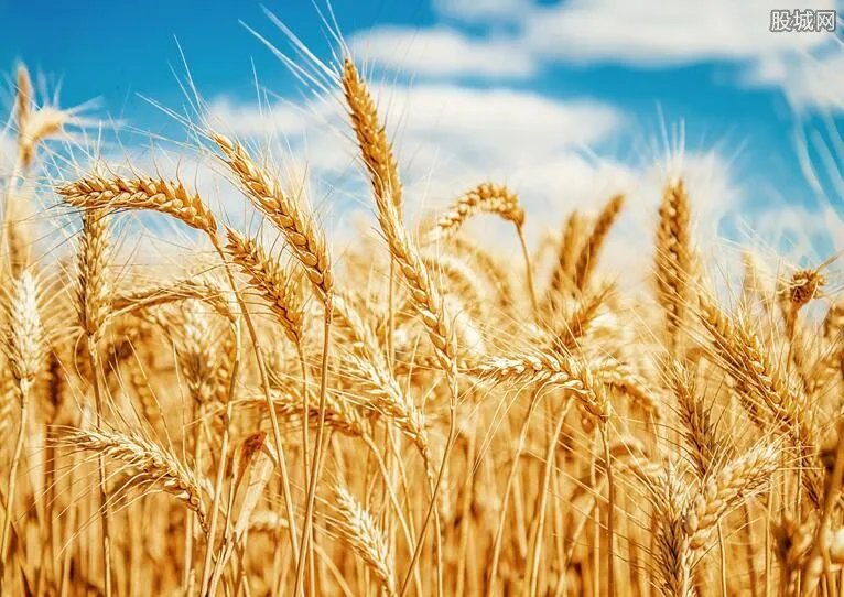 小麦价格最新行情 今日小麦价格及后期预测
