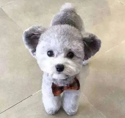 中小型狗的品种大全名字