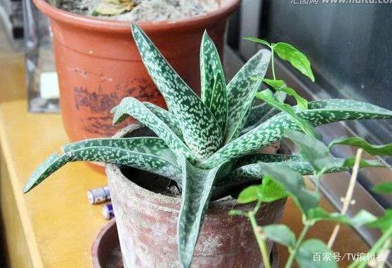 芦荟怎么浇水呢?