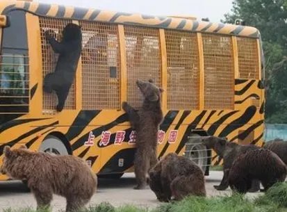 游客讲述上海野生动物园游览经历，有什么值得注意的地方？