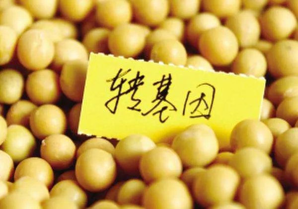 美国批准释放7.5亿只转基因蚊子，会对人类造成影响吗？