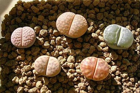 坚强的石头的专辑详解