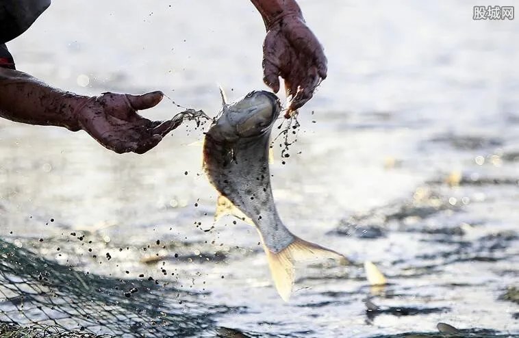 请毕业生吃全鱼宴 学校上千斤鱼免费吃你羡慕了吗