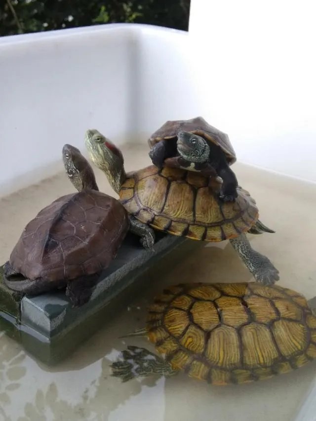 金钱龟吃什么？