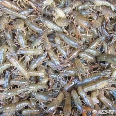如何选择小龙虾的种苗？