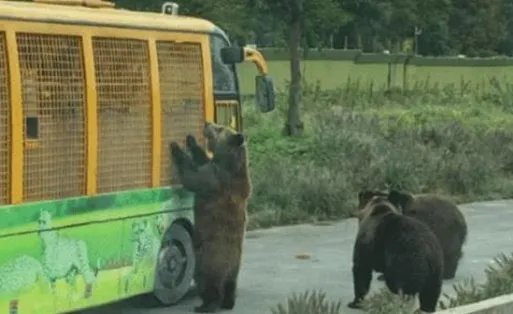 游客讲述上海野生动物园游览经历，有什么值得注意的地方？