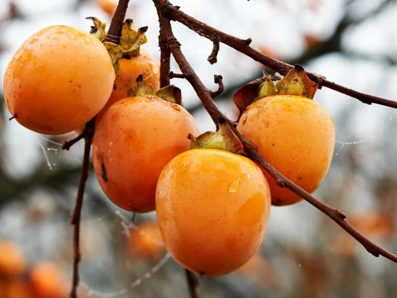 柿子和什么不能一起吃