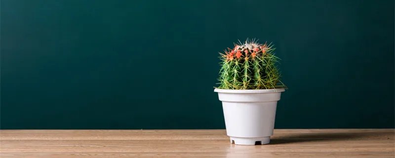 仙人掌有叶子吗 仙人掌有叶子吗长在哪里