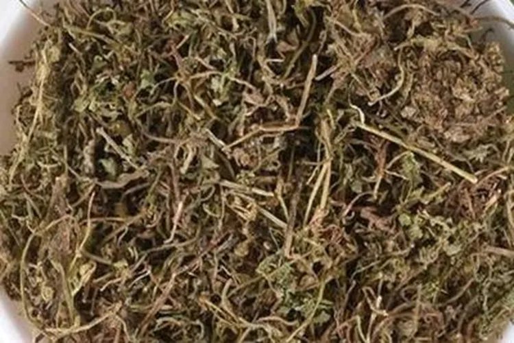 鹅不食草图片及功效