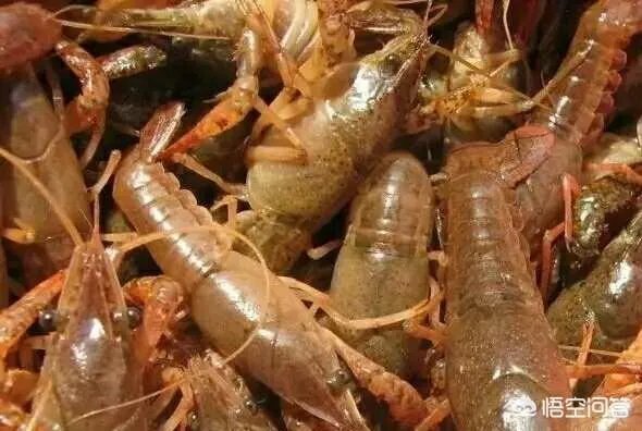 如何选择小龙虾的种苗？