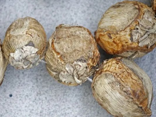 槟榔的作用是什么