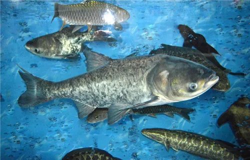 鱼类名称有哪些 常见的淡水鱼种类介绍