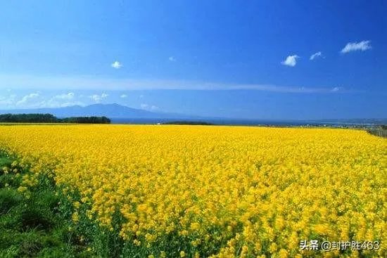 你眼里的春天是什么样子的?