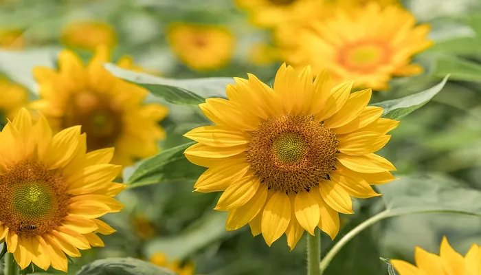 太阳花的象征意义 太阳花象征的意义是什么