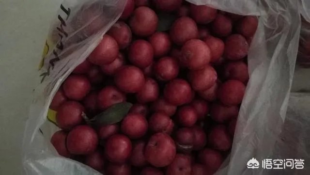 红叶李果实能吃吗？