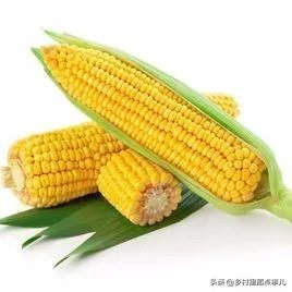 中国哪里玉米最好？