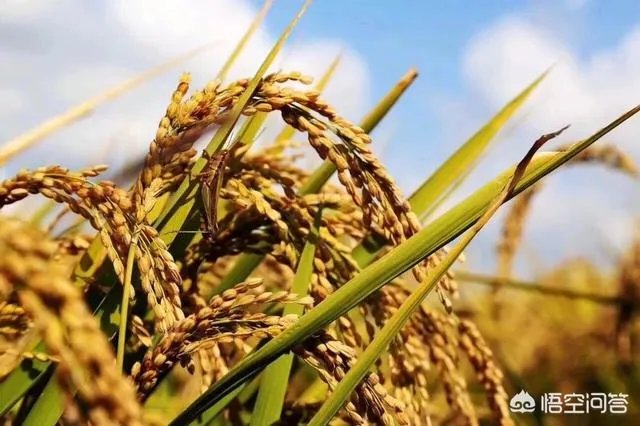 央视网评娱乐歪风