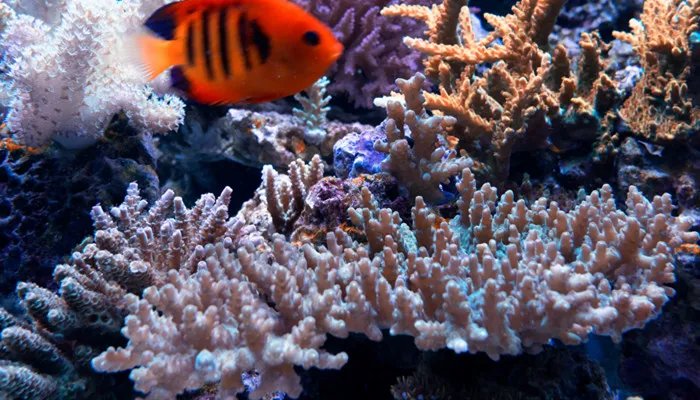 泰国斗鱼吃什么 泰国斗鱼的食物有什么