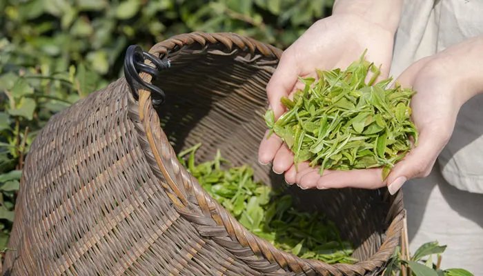 毛峰是什么茶 毛峰是什么茶系