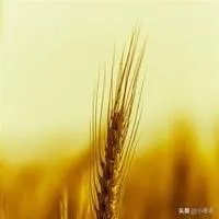 小麦除草剂现在适合打吗？