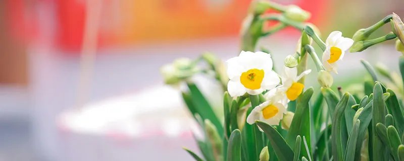 夏天有哪些花开 夏天开花的有哪些