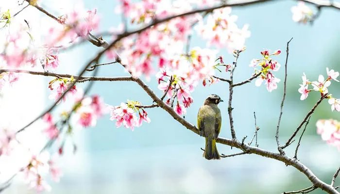 雾里看花是什么意思 雾里看花的意思是什么