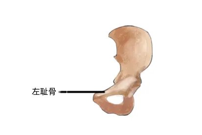 左耻骨在哪个位置图片