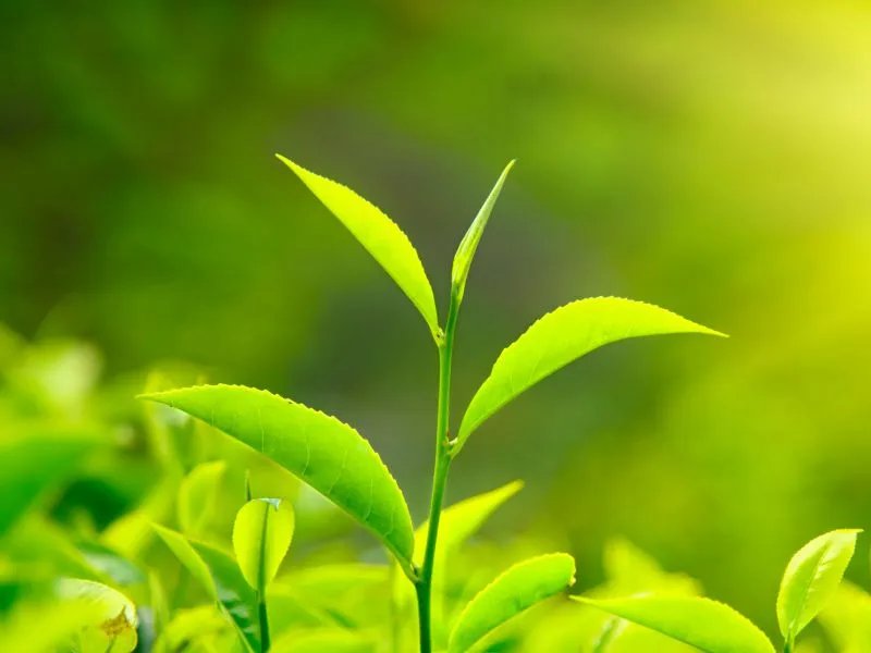 茶叶的作用有哪些