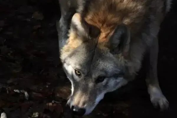 狼的战斗力十大排名，冰河时期幸存者排第一，第三有多个亚种