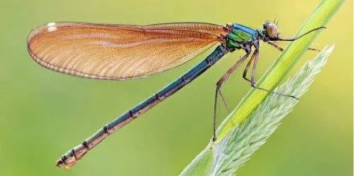 清晰可辨的 辩字什么意思