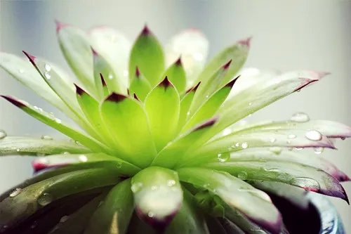 观音莲花养殖方法 观音莲花有毒吗