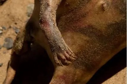 曼哈顿怪兽的事件经过