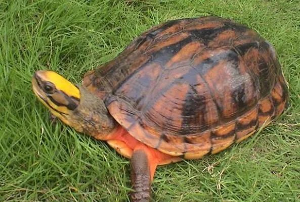 中国十大名贵乌龟 金钱龟上榜，第一被誉为“千年神龟”