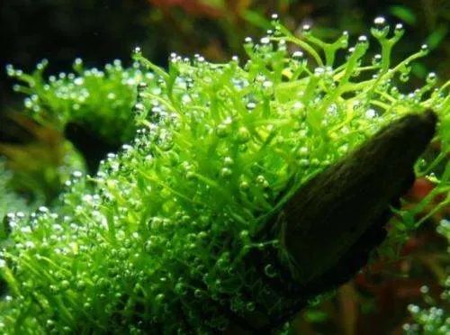 袁枚的诗《苔》诗意是什么？