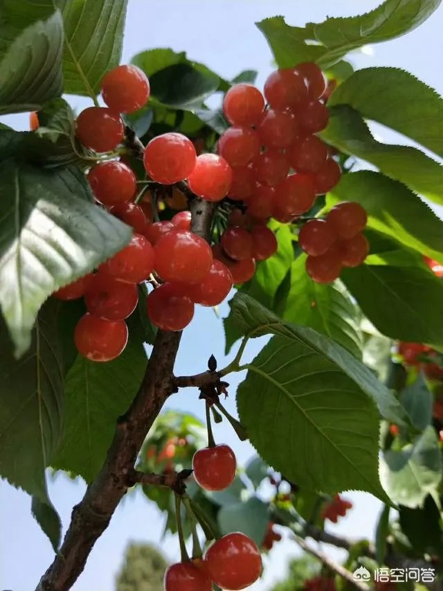 上联：跪天跪地跪亲娘，求下联？