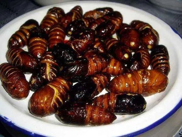 为啥黄蚕蛹的价格贵，而黑蚕蛹的价格便宜？两种蚕蛹有啥区别？