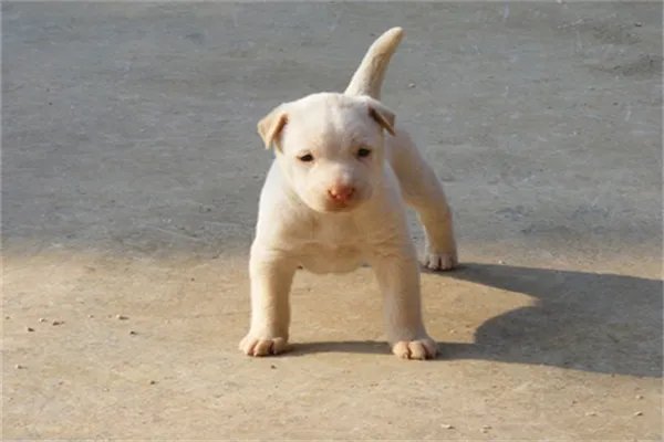 中国十大名犬都是什么？