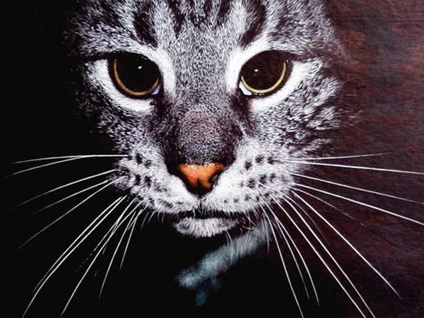 当我醒来太阳已喝醉什么歌，夜猫歌曲介绍