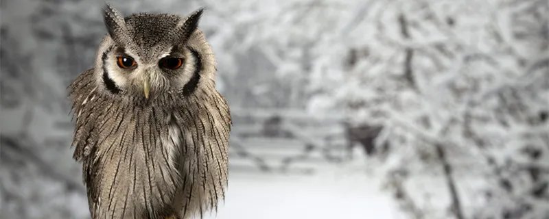 猫头鹰的生活习性 猫头鹰的生活习性有哪些